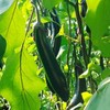 周日取货：【新鲜紫茄子】一袋3斤左右，紫亮油润，肉质细嫩！ 商品缩略图1