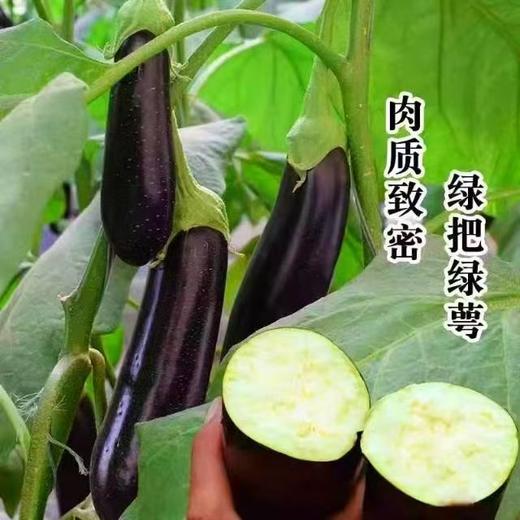 周日取货：【新鲜紫茄子】一袋3斤左右，紫亮油润，肉质细嫩！ 商品图0