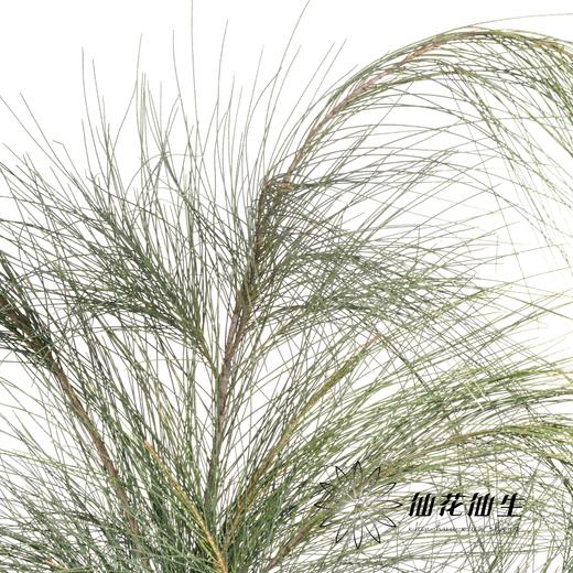 叶材 | 木麻黄 商品图2