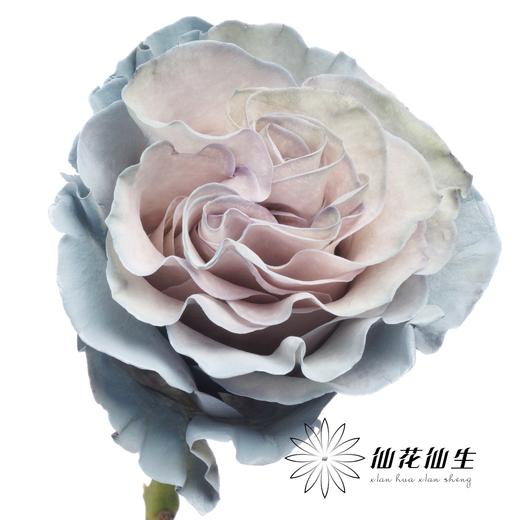 国产染色玫瑰 | 蓝色沙子 商品图3