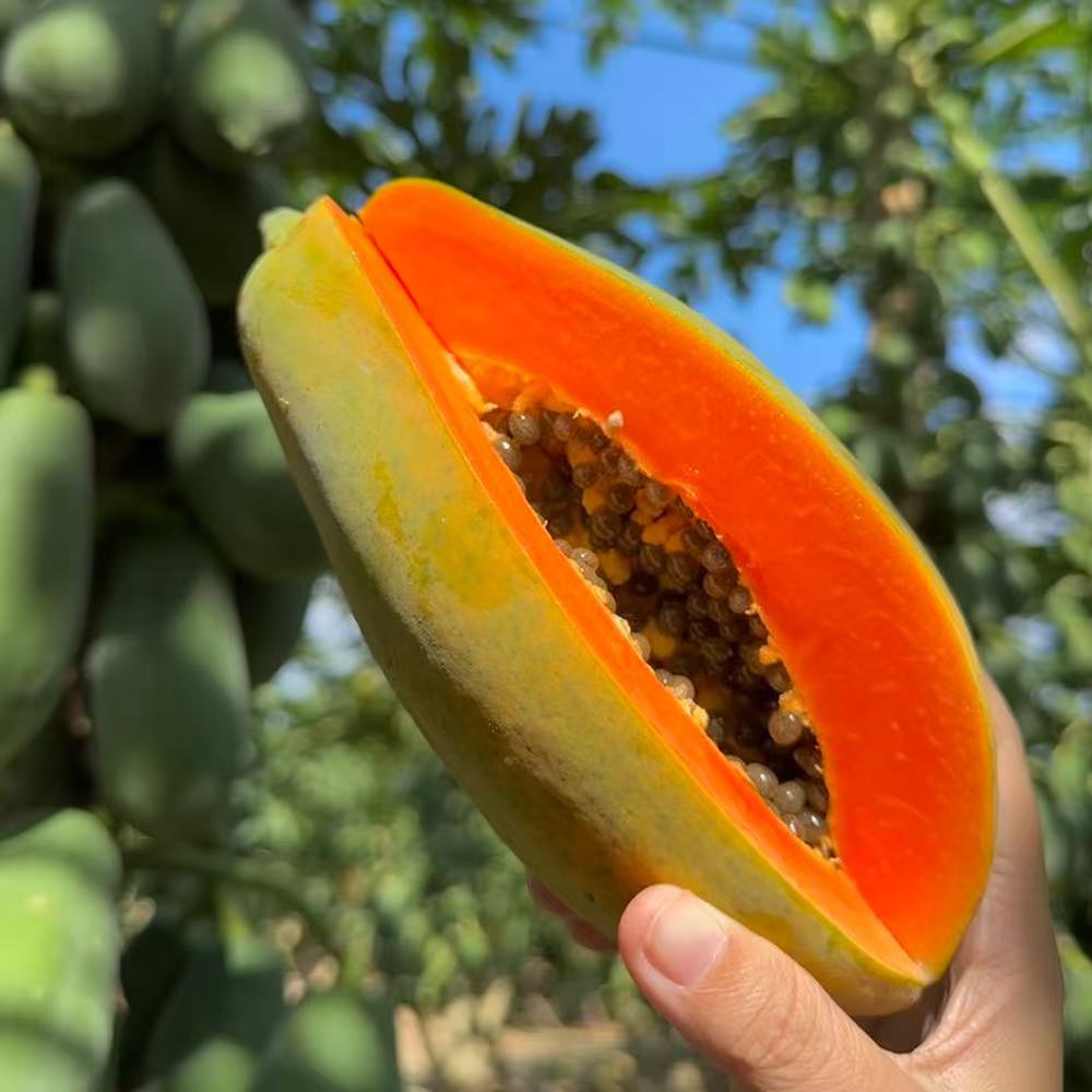 海南牛奶木瓜 自然成熟 香甜软糯