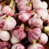 河南紫皮大蒜新鲜现挖,鲜美味浓,辛辣醇香 商品缩略图4