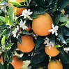 湖北恩施助农 巴东县伦晚脐橙 商品缩略图0
