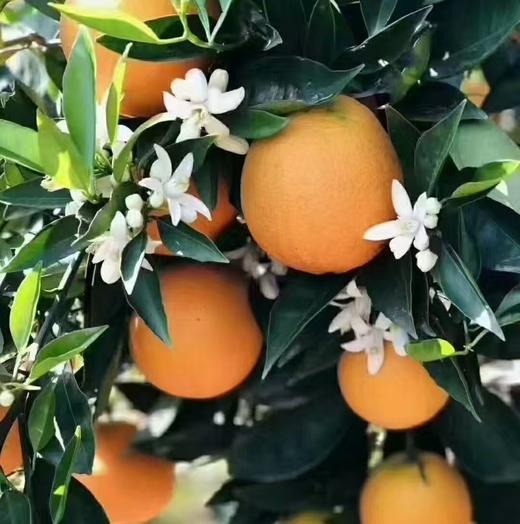 湖北恩施助农 巴东县伦晚脐橙 商品图0