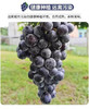 现货 蓝莓葡萄2斤装 商品缩略图5