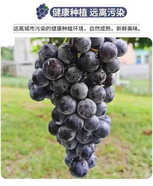 现货 蓝莓葡萄2斤装 商品图5