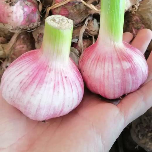 河南紫皮多瓣蒜（新鲜大蒜）3斤/4.5斤 商品图2