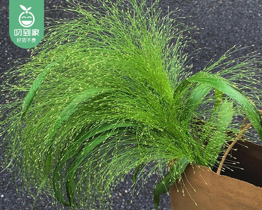 【预售-4月22日配送】喷泉草花束/1扎（10枝） 商品图4