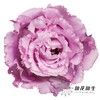 宝熠洋桔梗 | 朱莉娅薰衣草波浪浅紫色 商品缩略图0