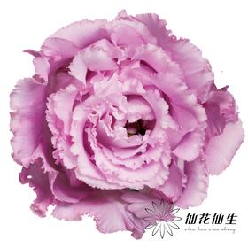 宝熠洋桔梗 | 朱莉娅薰衣草波浪浅紫色