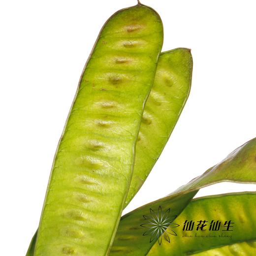 叶材 ｜ 扁豆（3支左右） 商品图2