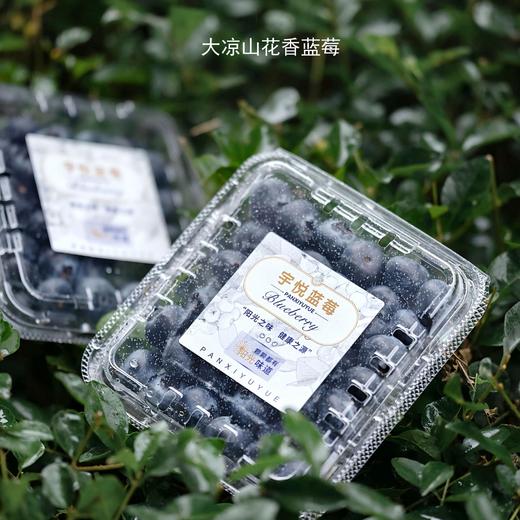 【大凉山花香蓝莓】当季鲜果 可遇不可求的好货 ，果粉好 颗粒大，口感很赞 风味十足 商品图3