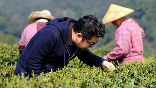 【雨前狮峰龙井茶】茶香浓郁 性价比高  125g/250g两个规格可选 商品图3