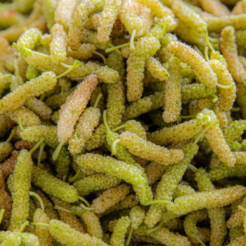 【斌哥优选】阳光果桑。树上自然熟桑葚，甜甜甜，柔柔柔，嫩嫩嫩。四川大凉山限有，果粒饱满，一口软嫩爆汁！