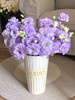 【四月宜养花】火烈鸟马蹄莲5支+香槟色洋桔梗7-10朵+紫色系洋桔梗或粉色系7-10朵+送小绣球1支/份（绣球容易脱水送的不售后） 商品缩略图4
