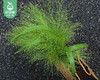 【预售-4月22日配送】喷泉草花束/1扎（10枝） 商品缩略图1