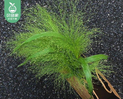 【预售-4月22日配送】喷泉草花束/1扎（10枝） 商品图1