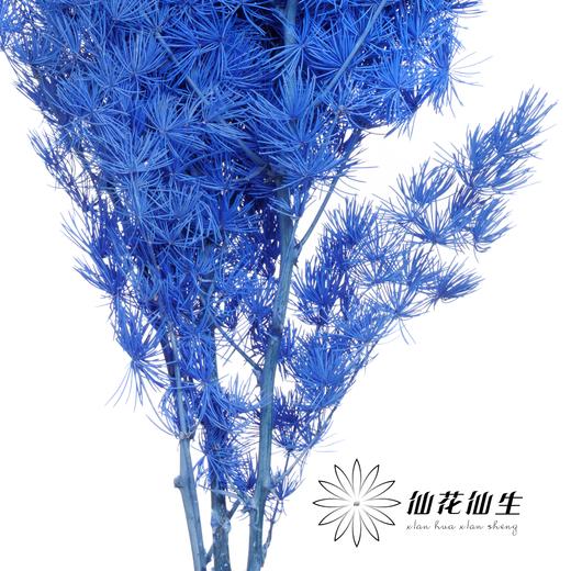 永生花材 | 蓬莱松湖蓝色 商品图2