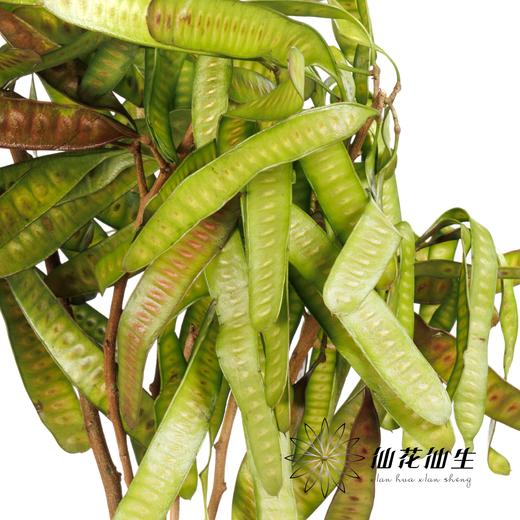 叶材 ｜ 扁豆（3支左右） 商品图3