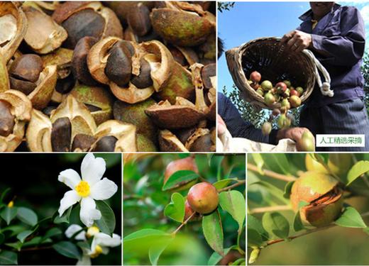 侗香缘有机 山茶油 2L 礼盒装 商品图2