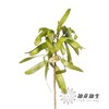 叶材 ｜ 扁豆（3支左右） 商品缩略图4