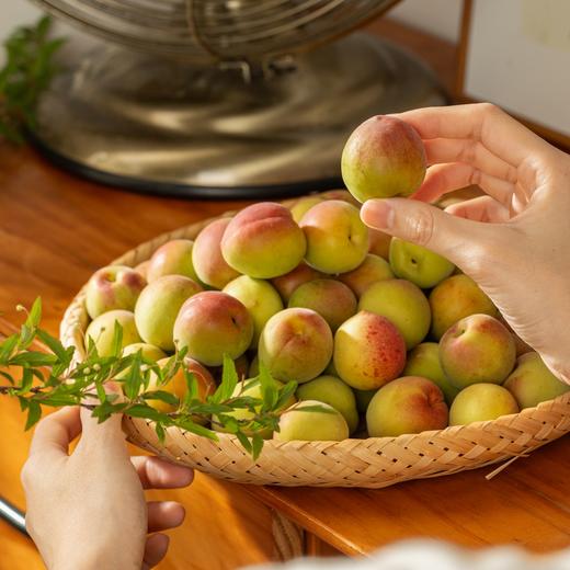 诏安老树胭脂红梅|来自中国青梅之乡，肉嫩汁多，酿酒风味足 商品图8