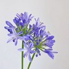 配花 | 国产百子莲 商品缩略图0