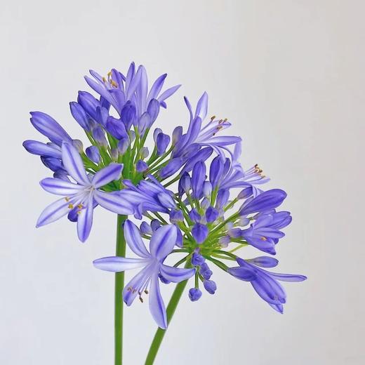 配花 | 国产百子莲 商品图0