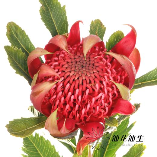 配花 | 杨月季海神王 商品图4