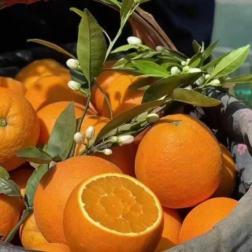 湖北恩施助农 巴东县伦晚脐橙 商品图2