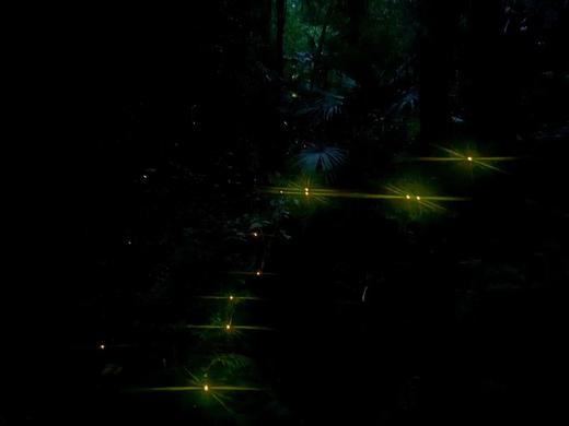 4.25【都江堰青城山】萤火虫之约！仲夏夜之梦亲子徒步 商品图2