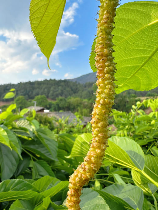 【斌哥优选】阳光果桑。树上自然熟桑葚，甜甜甜，柔柔柔，嫩嫩嫩。四川大凉山限有，果粒饱满，一口软嫩爆汁！ 商品图4