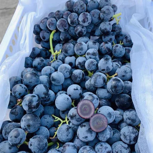 现货 蓝莓葡萄2斤装 商品图0