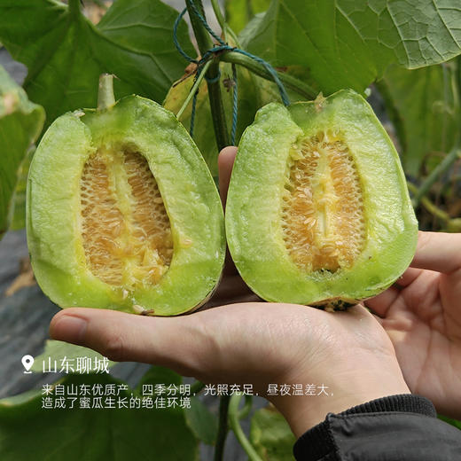 【会员日福利】【现摘现发 好吃的甜瓜】肉厚细腻 清甜无渣 瓜香浓郁 果肉越放越绵软~ 商品图4