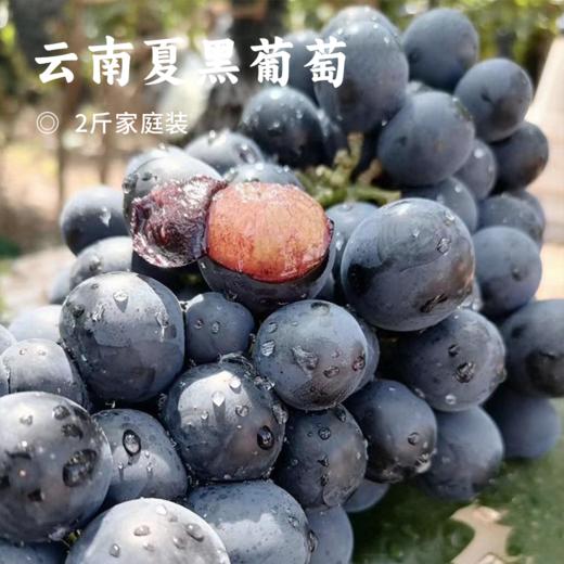 云南夏黑葡萄 | 被誉为“东方黑珍珠”自带玫瑰香 无籽爆浆 皮薄高甜 颗颗圆润饱满 顺丰新鲜直达 商品图0