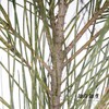 叶材 | 木麻黄 商品缩略图1