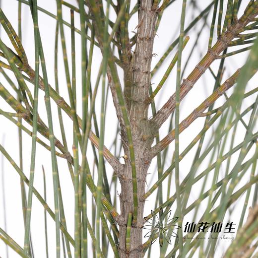 叶材 | 木麻黄 商品图1