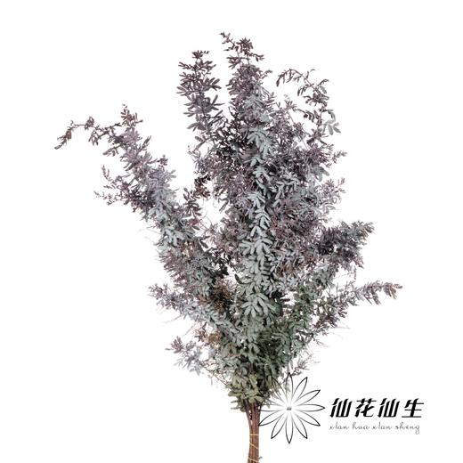 叶材 | 橄榄叶 商品图0