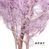 永生花材 | 蓬莱松香芋紫 商品缩略图3