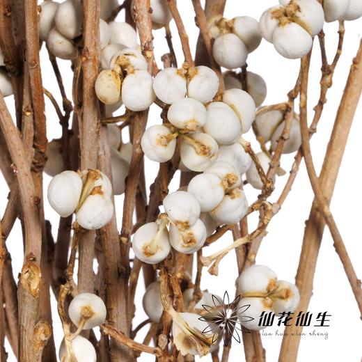 配果 | 小白果【运输途中果子易掉，介意慎拍】 商品图2