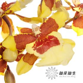 跳舞兰 | 香妃黄