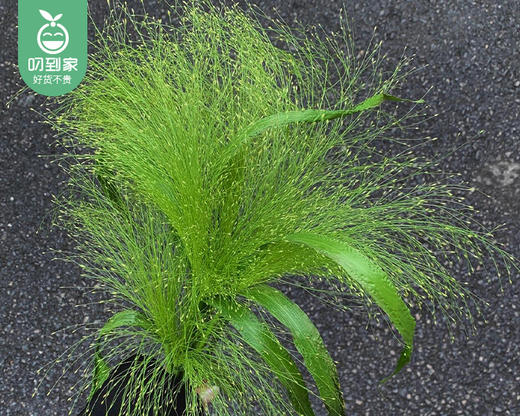 【预售-4月22日配送】喷泉草花束/1扎（10枝） 商品图2