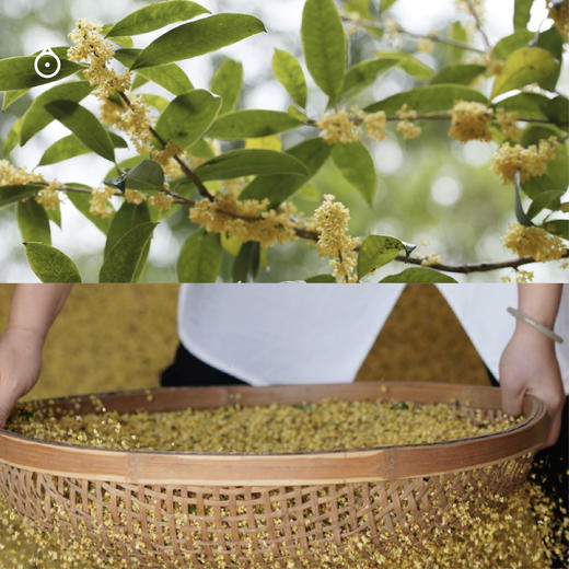 企鹅吃喝|福建花果香原叶茶 时令鲜花鲜果窨制乌龙茶绿茶 5种风味 佛手柑/柚子花/栀子花/桂花/茉莉龙珠 商品图12