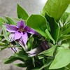 配花 | 国产铁线莲甜心 商品缩略图0