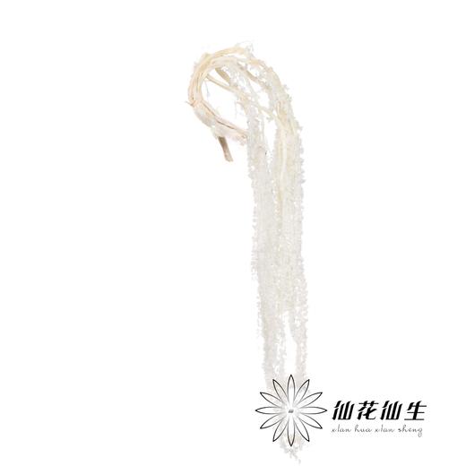 永生花材 ｜ 吊米白色 商品图1