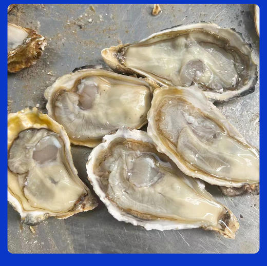 乳山生蚝 无公害养殖海域 名特优新农产品 地理标志 商品图4