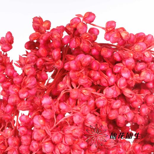 永生花 | 高梁红色 商品图3