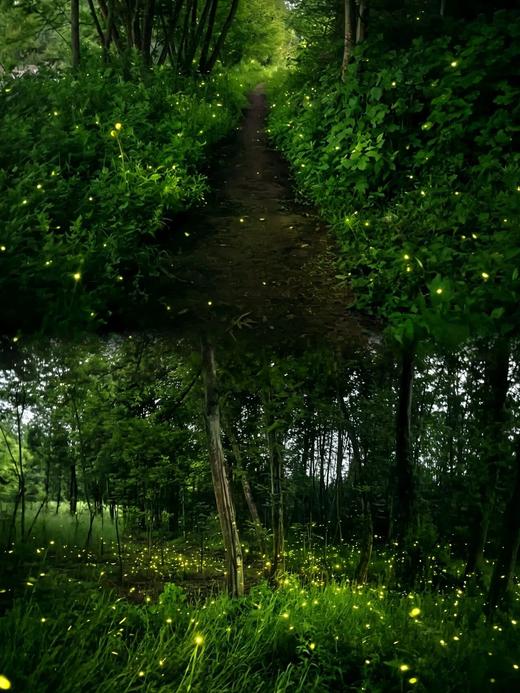 4.25【都江堰青城山】萤火虫之约！仲夏夜之梦亲子徒步 商品图1