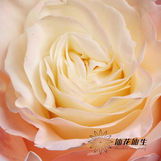 国产染色玫瑰 | 北极光 商品图1