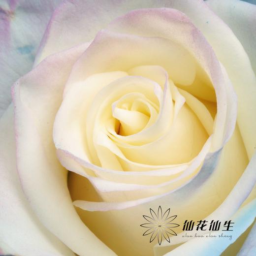 国产染色玫瑰 | 独角兽 商品图2